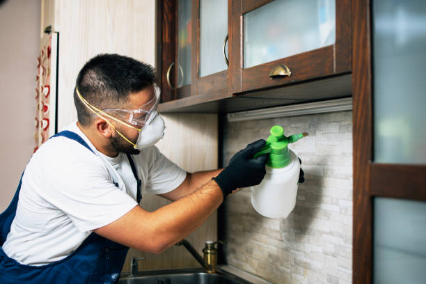 Best Wasp Removal Services  in Ossian, IN